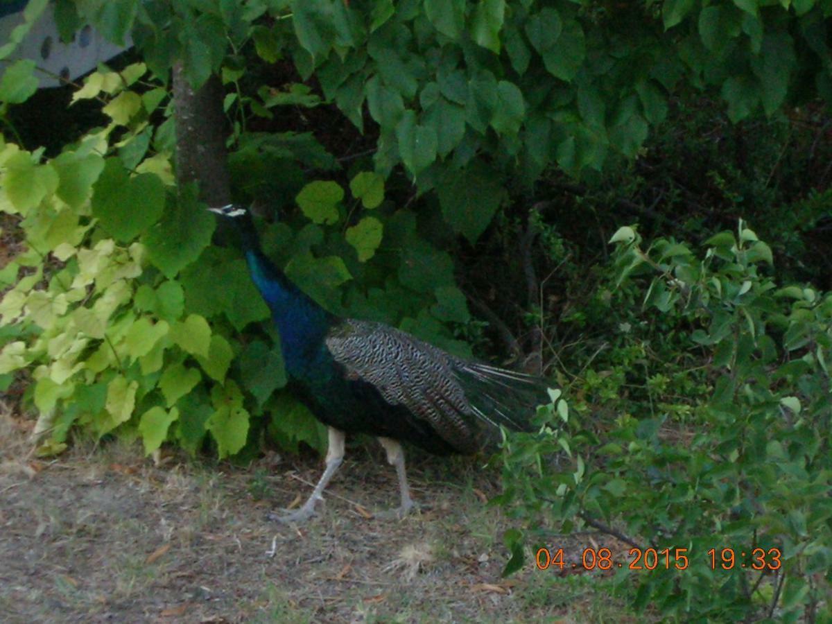 Peacock Villa Upper Epanomi Exteriér fotografie